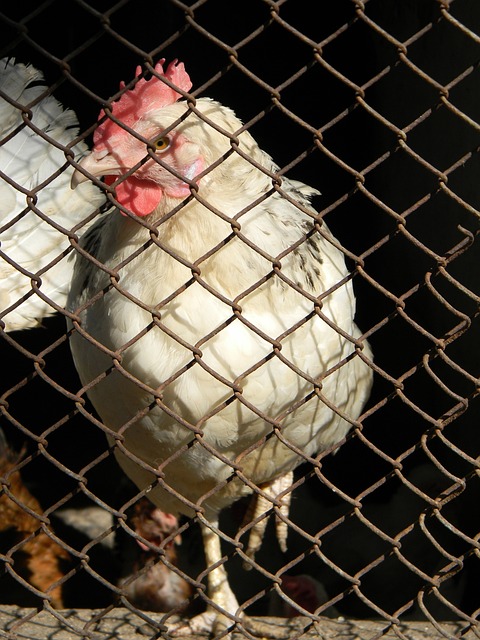 格纳布里：凯恩在防守中表现出色，进球归功于球队定位球教练