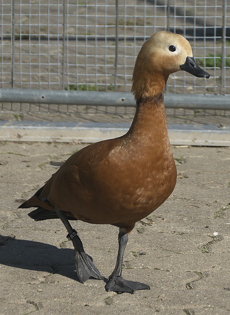 为了他们团