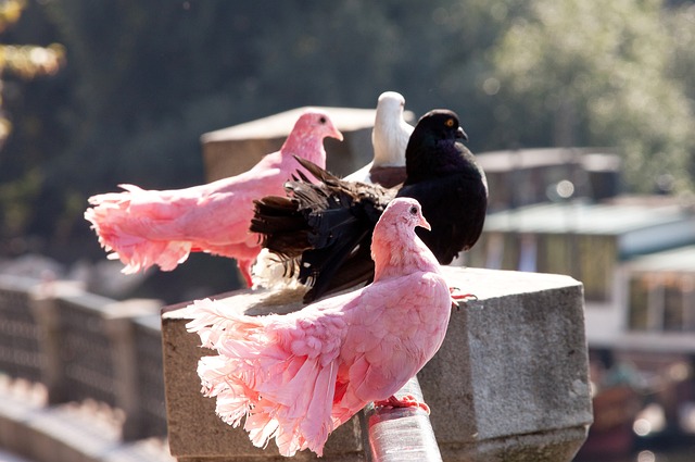 比分差距 比分差距
